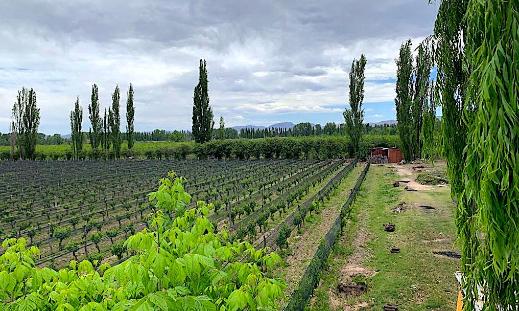 Winery, Vineyard, B&B Property for Sale in Mendoza, Argentina