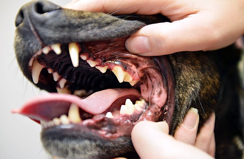 A Complete Guide For Dog Dental Care ByteVarsity