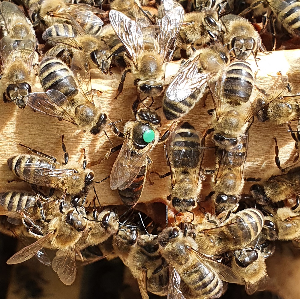 Die Biene Bienenzuchtverein Roßdorf und Umgebung e.V.