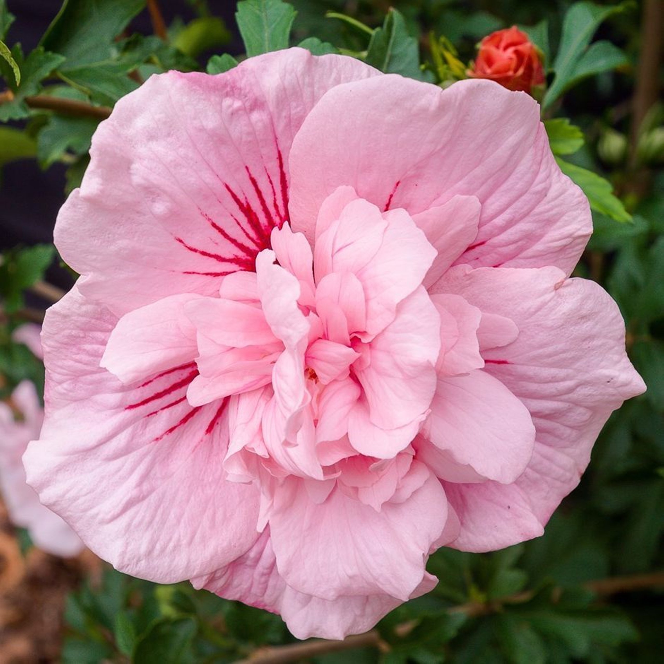 HIBISCUS SYRIACUS 'PINK CHIFFON' KETMIA SYRYJSKA