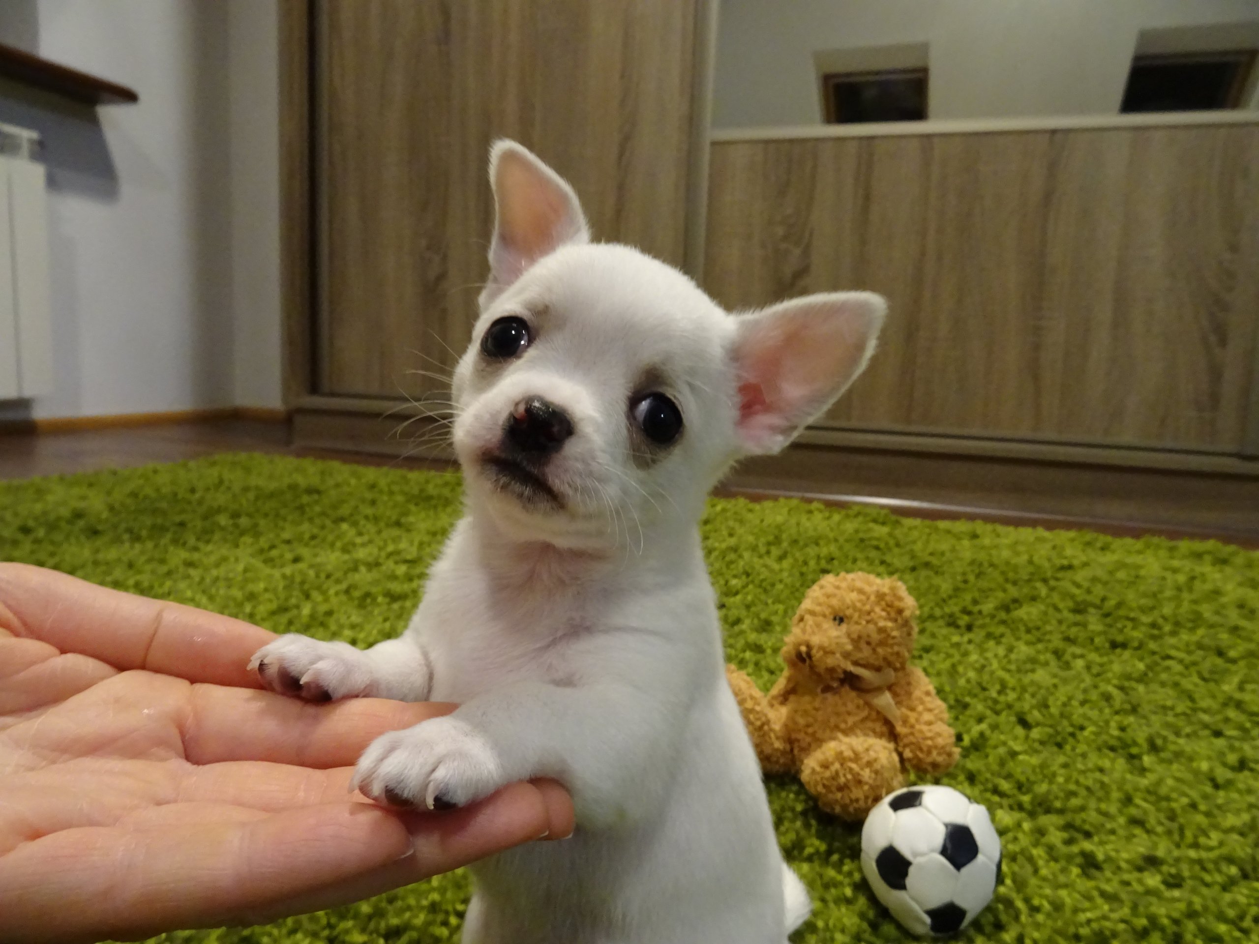 mini mini biały Chihuahua krótkowłosy FCI ZKwP 7102357056 oficjalne