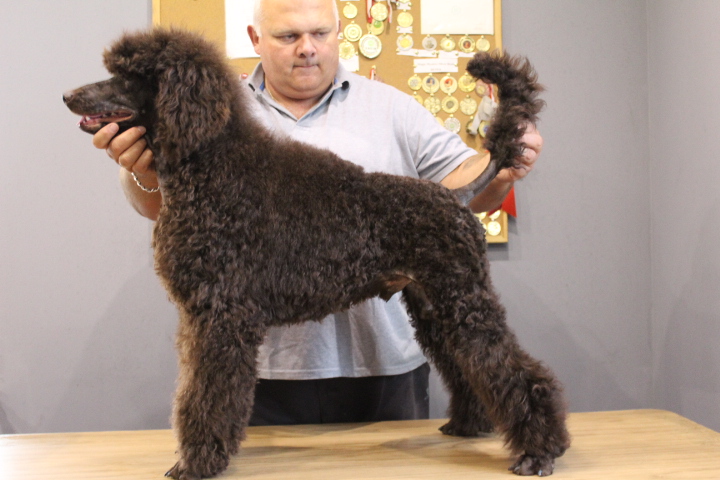 Pudel duzy brazowy (FCI) 6823441592 oficjalne archiwum
