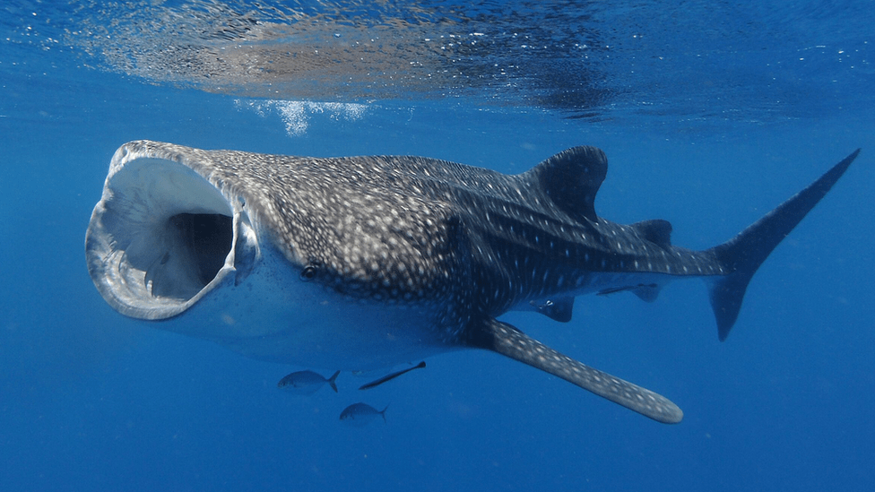 Whale sharks Atomic tests solve age puzzle of world's largest fish
