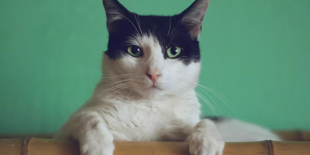 Was bei Katzen gegen Durchfall hilft