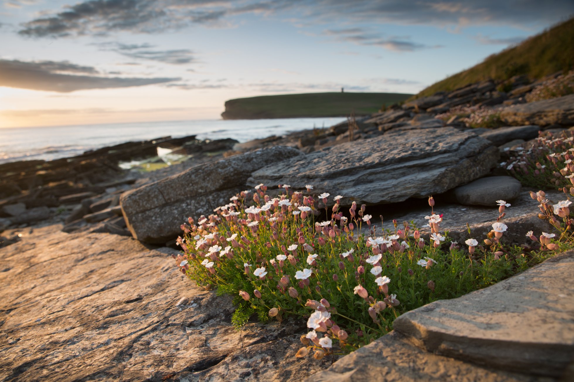Wildflowers in bloom