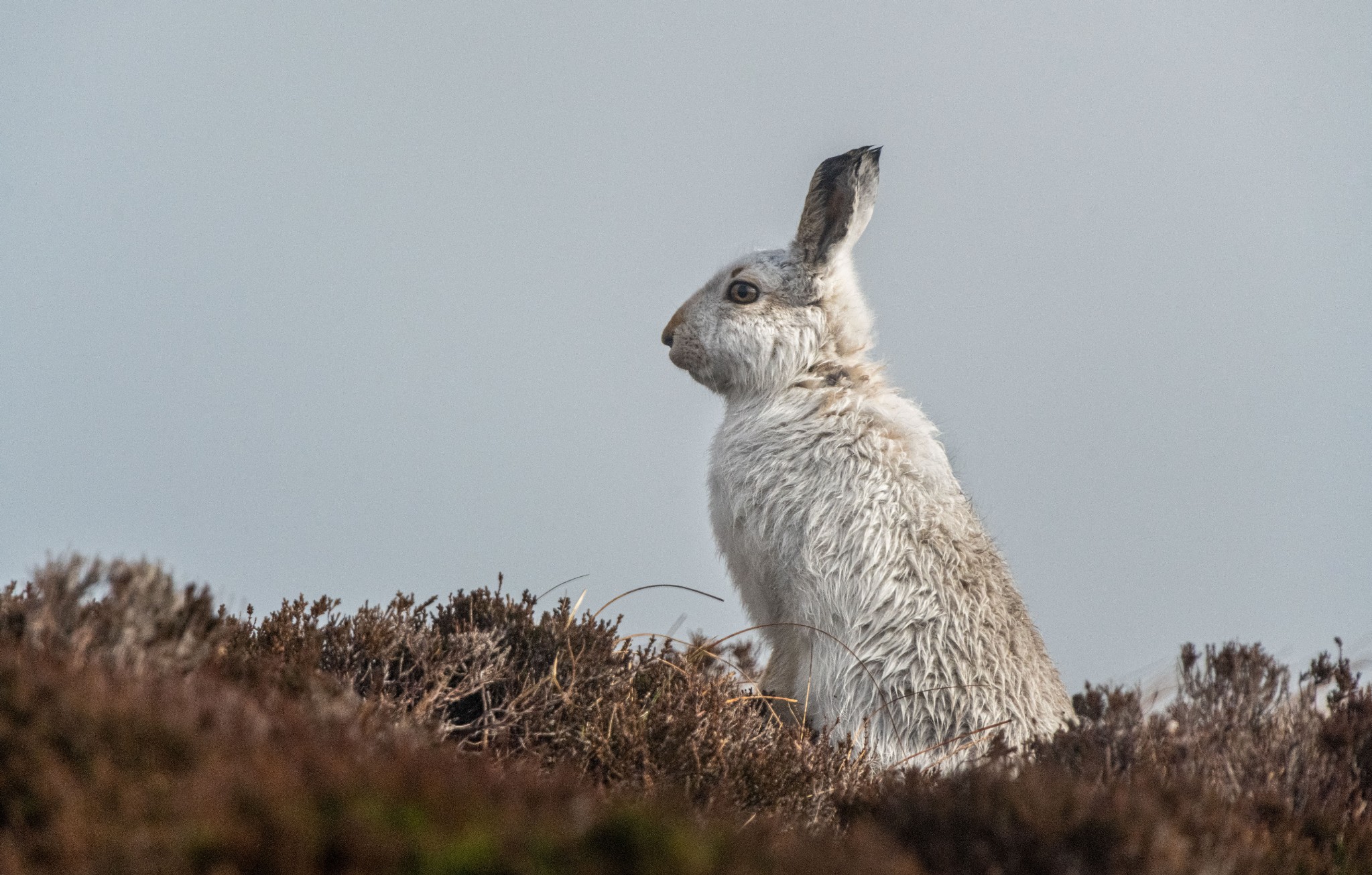 Wild Orkney in March
