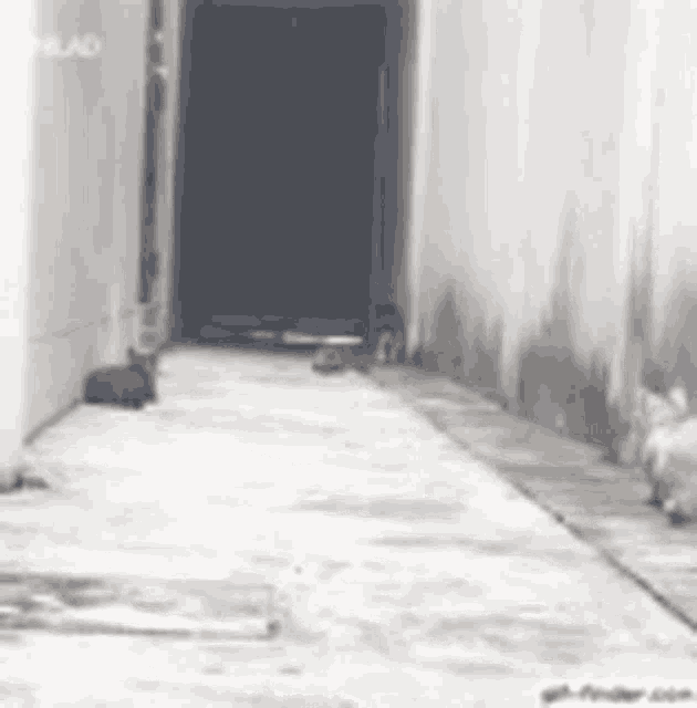 Karate Cat GIF Karate Cat Discover & Share GIFs