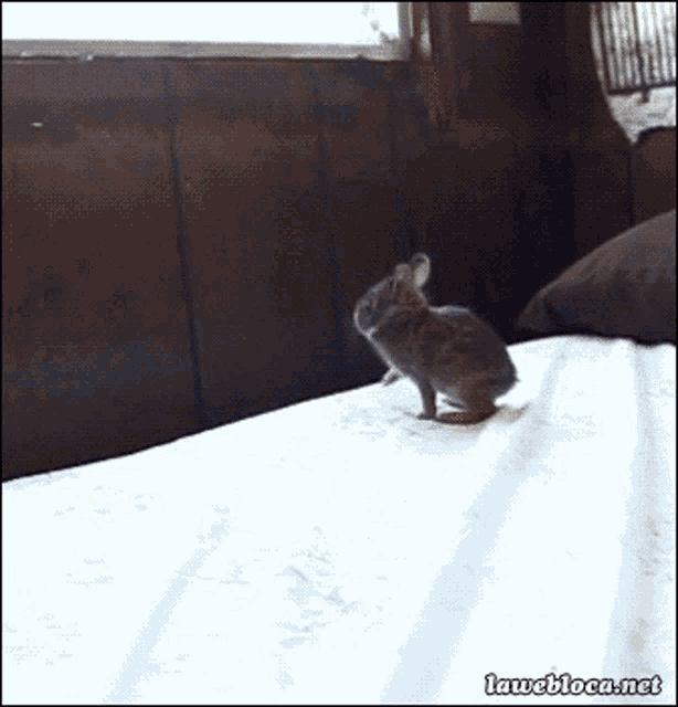 Bunny Rabbit GIF Bunny Rabbit Cute Descubre & Comparte GIFs