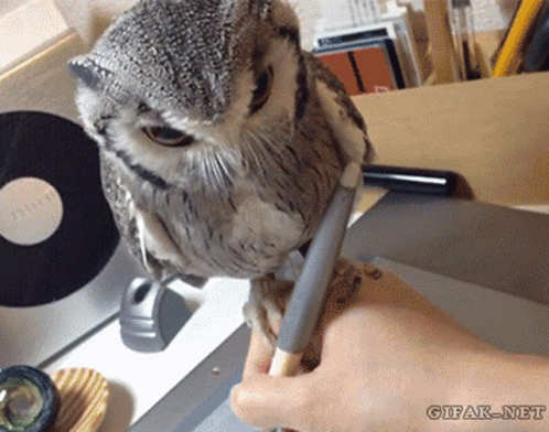 Owl Wildlife Gifs Tenor