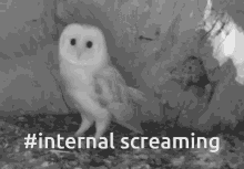 Baby Owl Gifs Tenor