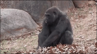 Monkey Gorilla Gif Monkey Gorilla Roll Over Discover Share Gifs