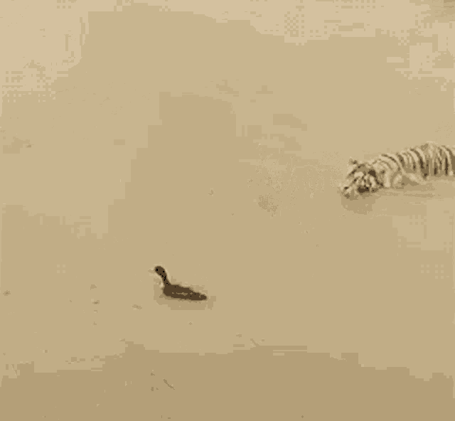Tiger Duck GIF Tiger Duck Where Are You Discover & Share GIFs