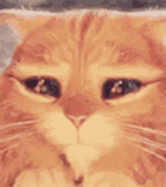 Cute Cat GIF Cute Cat Sad Discover & Share GIFs