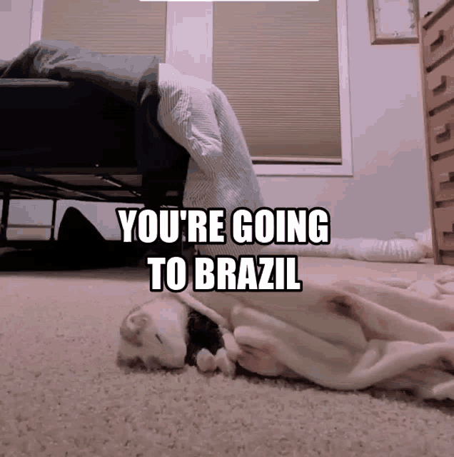 Brazil Weasel GIF Brazil Weasel Rat Discover & Share GIFs