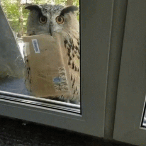 Harry Potter Owl Gifs Tenor