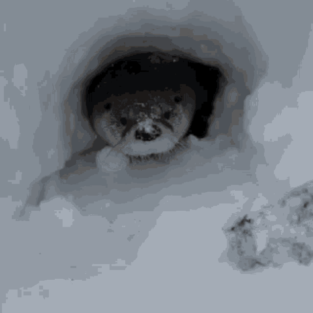 Otter GIF Otter Discover & Share GIFs