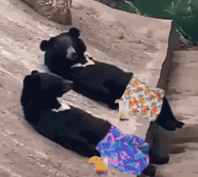 Bear Sup GIF Bear Sup Wave Discover & Share GIFs