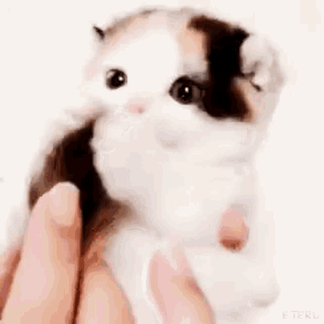 Cat GIF Cat Discover & Share GIFs