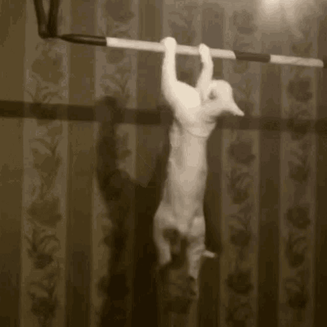 Pull Up Workout GIF Pull Up Workout Exercise Descubre & Comparte GIFs