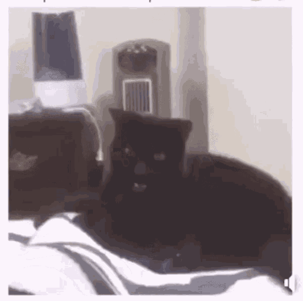 Apka Attack GIF - Apka Attack Cat Attack - Discover & Share GIFs