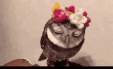 Owl Gifs Tenor