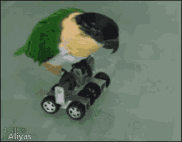 Birds GIF Birds Discover & Share GIFs