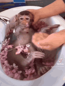 Happy Birthday Monkey Gifs Tenor
