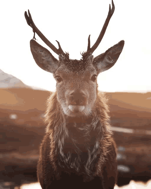 Deer GIF Deer Discover & Share GIFs