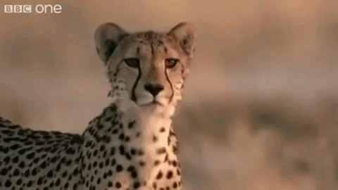 Cheetah Gifs Tenor