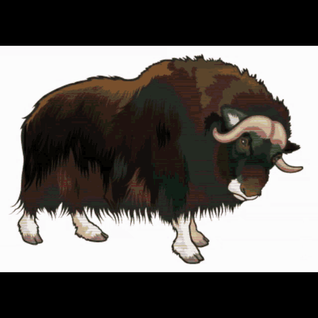 Buffalo Buffaloed GIF Buffalo Buffaloed Discover & Share GIFs
