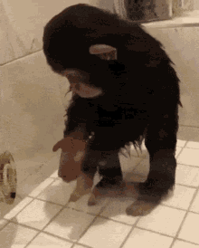 Monkey Taking A Bath Gifs Tenor
