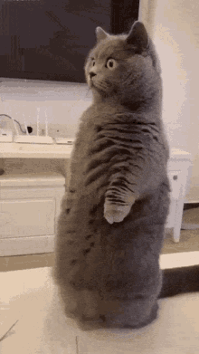 Kedi Gifs Tenor