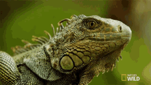 Reptile Gifs Tenor