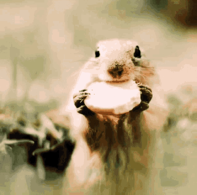 Ground Squirrel GIF Ground Squirrel Discover & Share GIFs