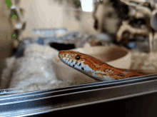 Reptile Gifs Tenor