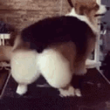 Funny Animals Gifs Tenor
