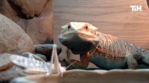 Lizard Eating Gifs Tenor