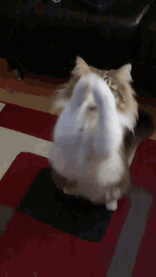 Fluffy Kitten Gifs Tenor