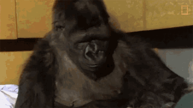 Looking Through Koko Gif Looking Through Koko Watch Koko The Gorilla Use Sign Language In This1981film Discover Share Gifs