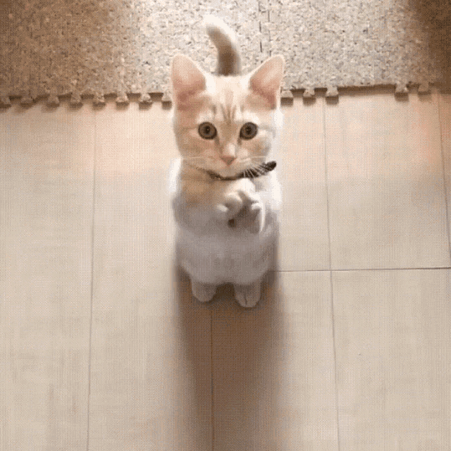 Please Kitty GIF Please Kitty Cat Discover & Share GIFs