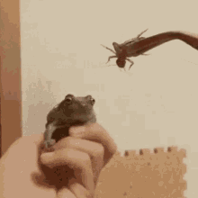Leap Frog Gifs Tenor