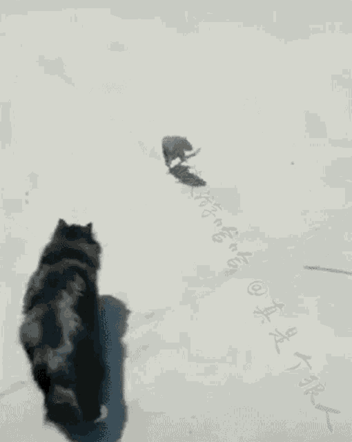 Rat Cat GIF Rat Cat Fight Discover & Share GIFs