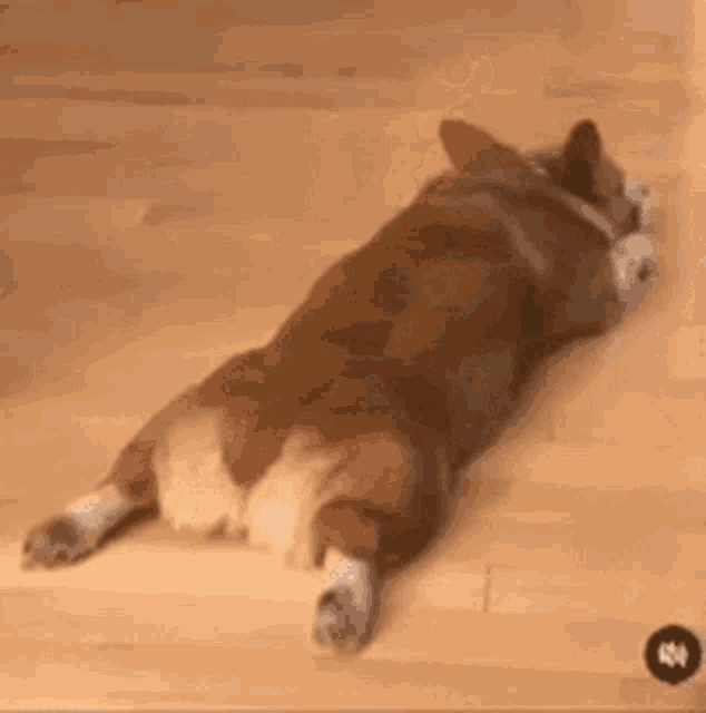 Cute GIF Cute Dog Discover & Share GIFs