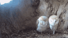 Baby Owl Gifs Tenor