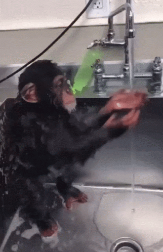 Monkey Taking A Bath Gifs Tenor