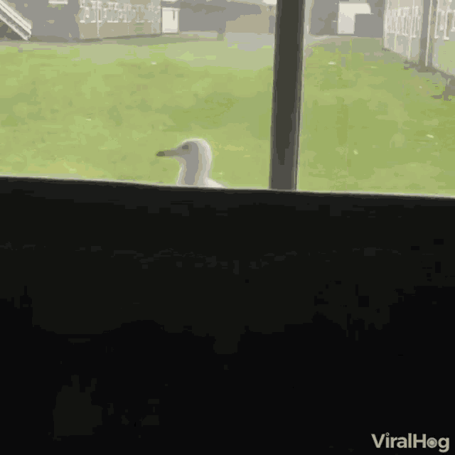 Yapping Seagulls GIF Yapping Seagulls Yelling Discover & Share GIFs