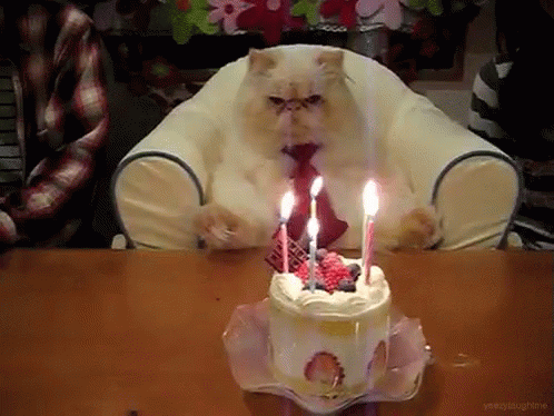 Fat Cat Happy Birthday Gifs Tenor