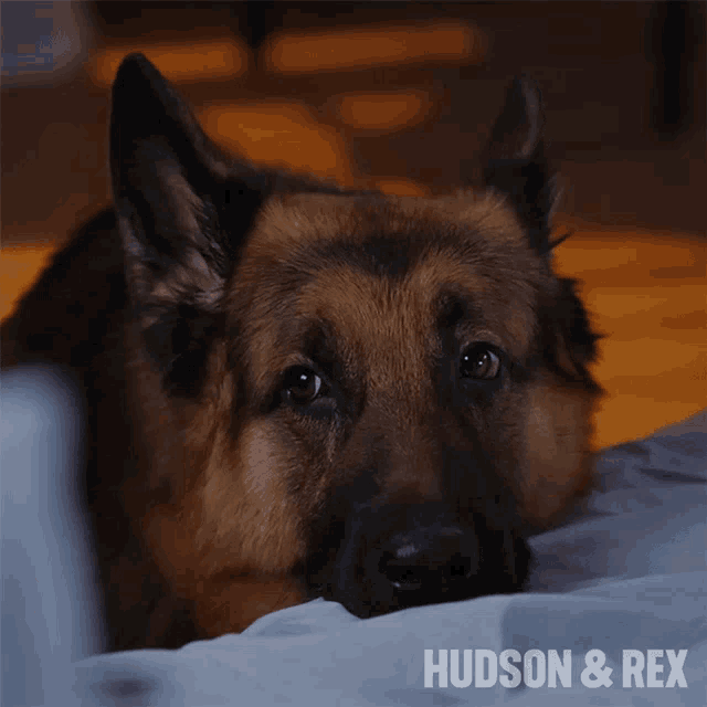 Tired Rex GIF Tired Rex Diesel Vom Burgimwald Discover & Share GIFs
