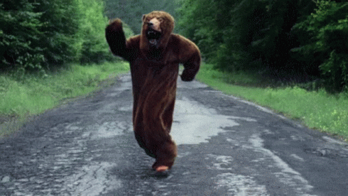 Dancing Bear GIF - Dancing Bear - Discover & Share GIFs