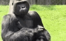 Gorilla Throwing Poop Gifs Tenor